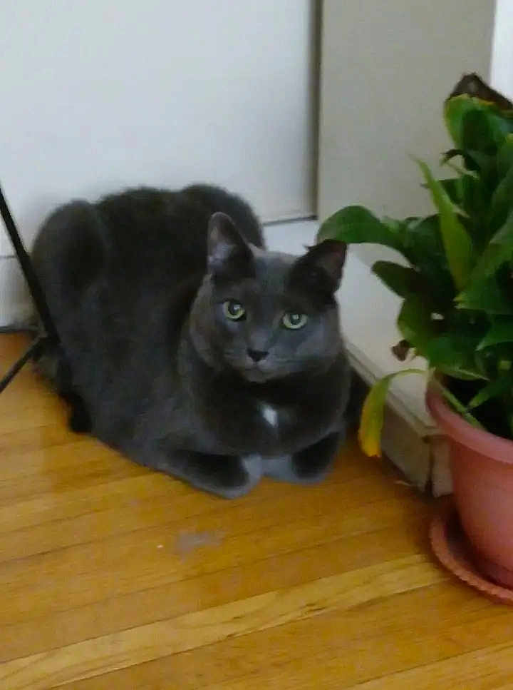 𝘕𝘖𝘔𝘈𝘋 joined the competition — help win amazing prizes! cat, gray_cat, indoor, wooden_floor, potted_plant, green_eyes, pet, animal, feline, resting, floor, houseplant, domestic_cat, fur, whiskers, ears, looking, calm, home, background