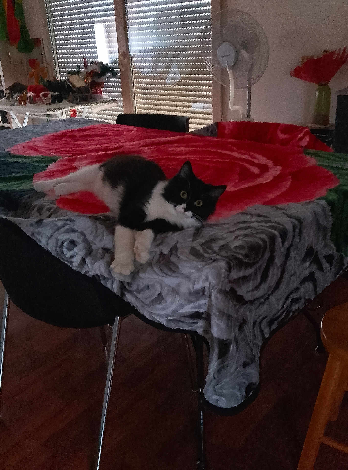 Mya a rejoint le concours — aidez-le/la à gagner de superbes lots ! cat, black_and_white, table, blanket, flower_pattern, indoor, fan, chair, wooden_floor, curious, relaxed, furniture, decorations, window, curtains, cozy, pet, animal, resting, domestic