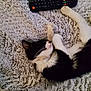 cat, black_and_white, sleeping, fluffy_blanket, remote_control, indoor, pet, cozy, fur, whiskers, paw, resting, animal, domestic_cat, cute, relaxing, soft_texture, laying_down, fur_pattern, quiet
