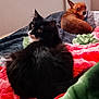 animal, bed, black_cat, blanket, brown_dog, cat, companions, cozy, curious, cute, dog, domestic, furry, indoor, looking_back, pet, quilt, resting, soft_texture, warm_colors