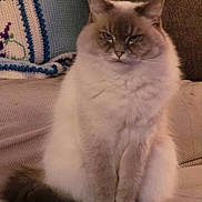 Alli is registered to the contest to win money with this photo: animal, blanket, cat, couch, crocheted, cute, domestic, ears, feline, fluffy, fur, home, indoor, mammal, pet, portrait, relaxed, sitting, tail, whiskers