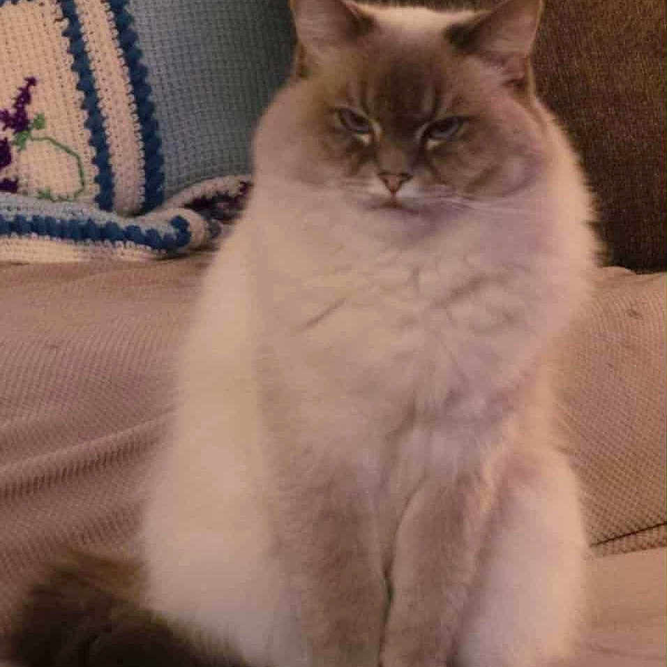 Alli