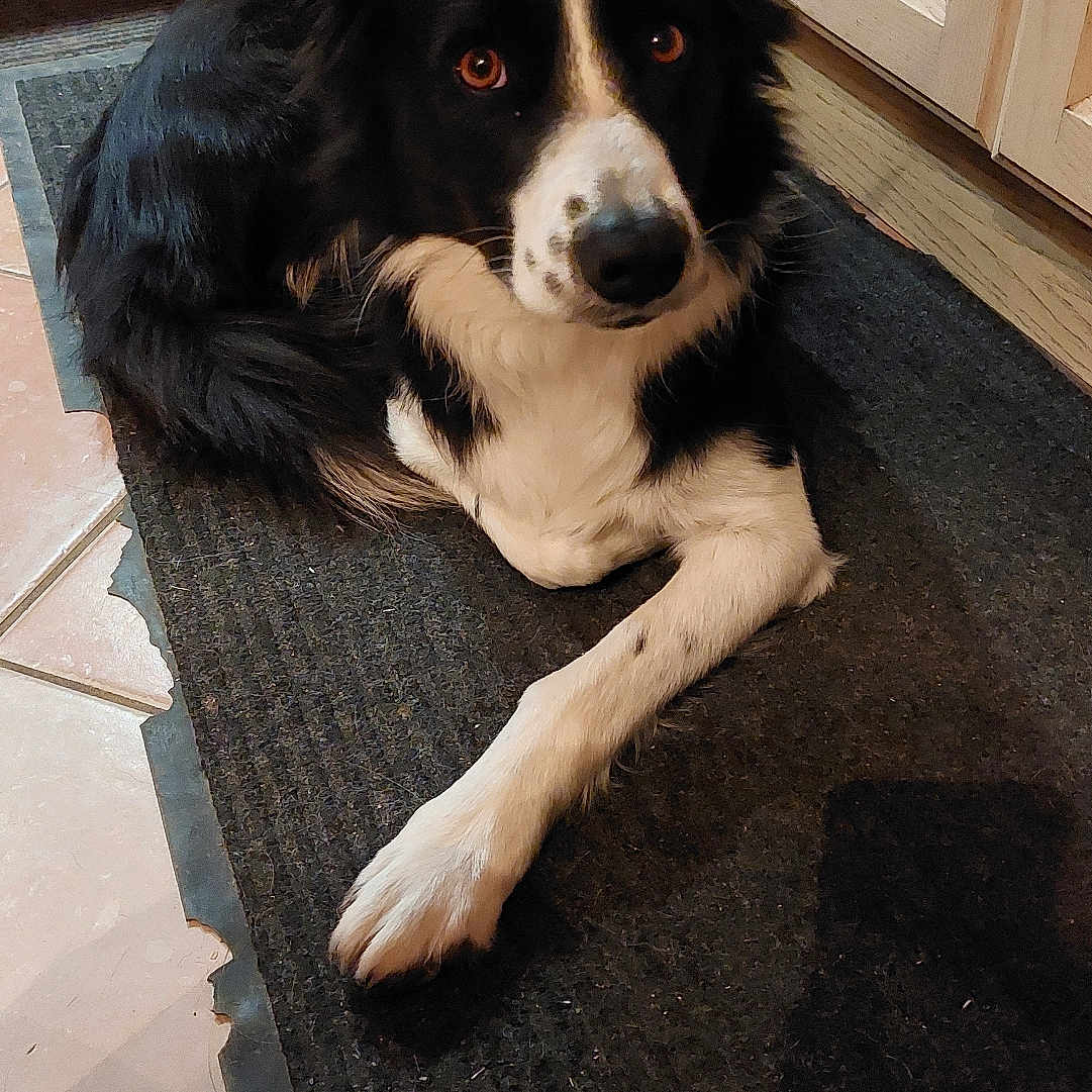 Raffale a rejoint le concours — aidez-le/la à gagner de superbes lots ! dog, border_collie, black_and_white, pet, indoor, mat, floor, kitchen, curious, lying_down, paw, animal, canine, domestic, companion, looking_up, ears_up, fur, household, tile_floor