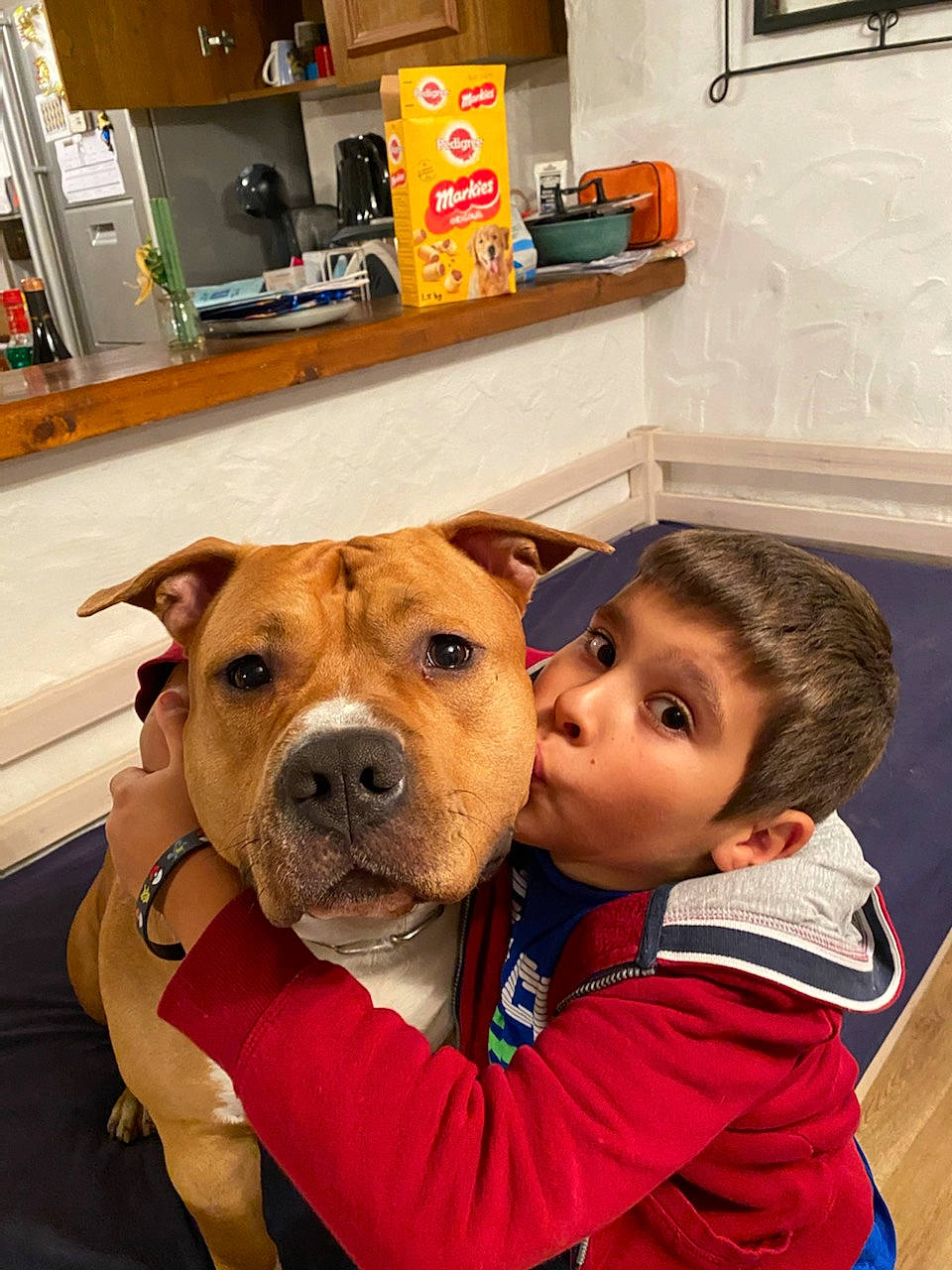 Drogo a rejoint le concours — aidez-le/la à gagner de superbes lots ! cabinetry, carnivore, collar, companion_dog, dog, dog_breed, dog_collar, ear, fawn, flooring, fur, happy, kiss, kitchen_appliance, picture_frame, shelf, snout, sporting_group, toddler, working_animal