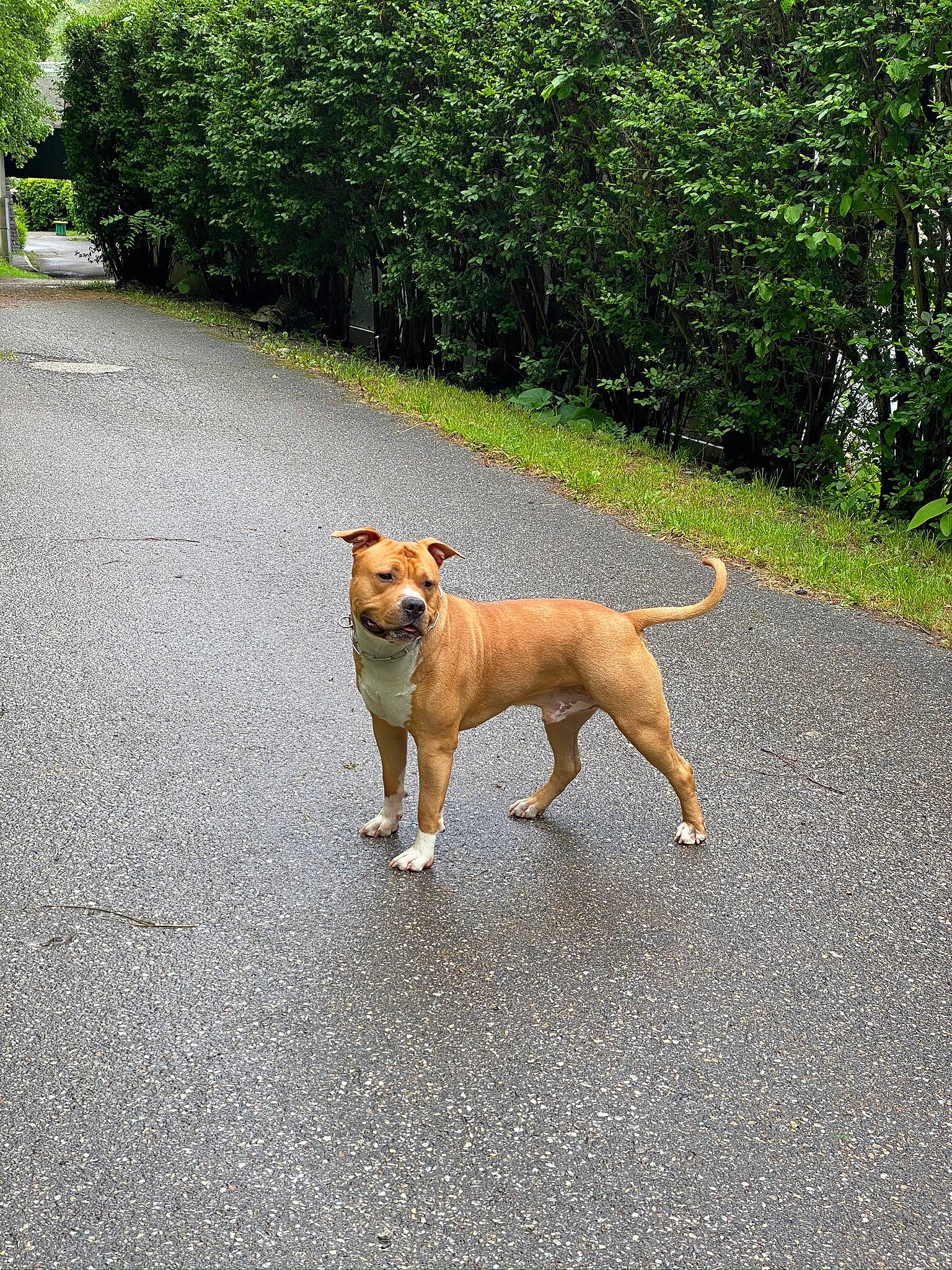 Drogo a rejoint le concours — aidez-le/la à gagner de superbes lots ! asphalt, canidae, carnivore, collar, companion_dog, curb, dog, dog_breed, dog_collar, fawn, grass, plant, road, road_surface, sidewalk, sporting_group, tail, tree, working_animal, working_dog