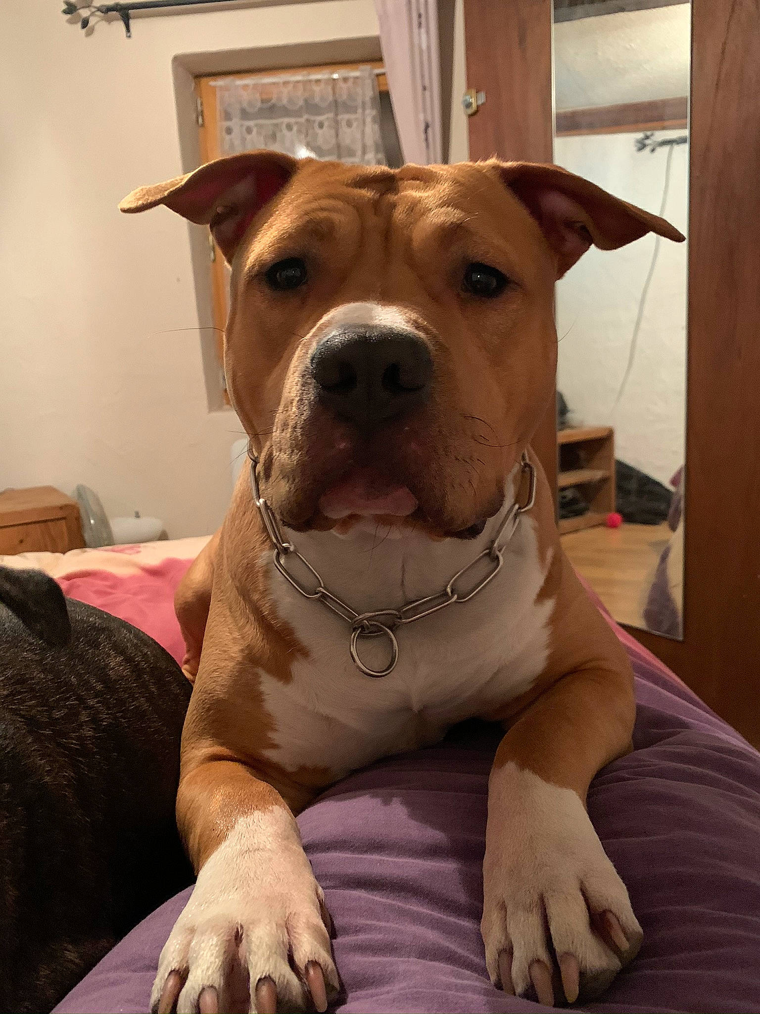 Drogo participe au concours pour gagner de l'argent avec cette photo : canidae, carnivore, collar, comfort, companion_dog, dog, dog_breed, dog_collar, eye, fawn, flesh, liver, pet_supply, snout, sporting_group, whiskers, wood, working_animal, working_dog, wrinkle