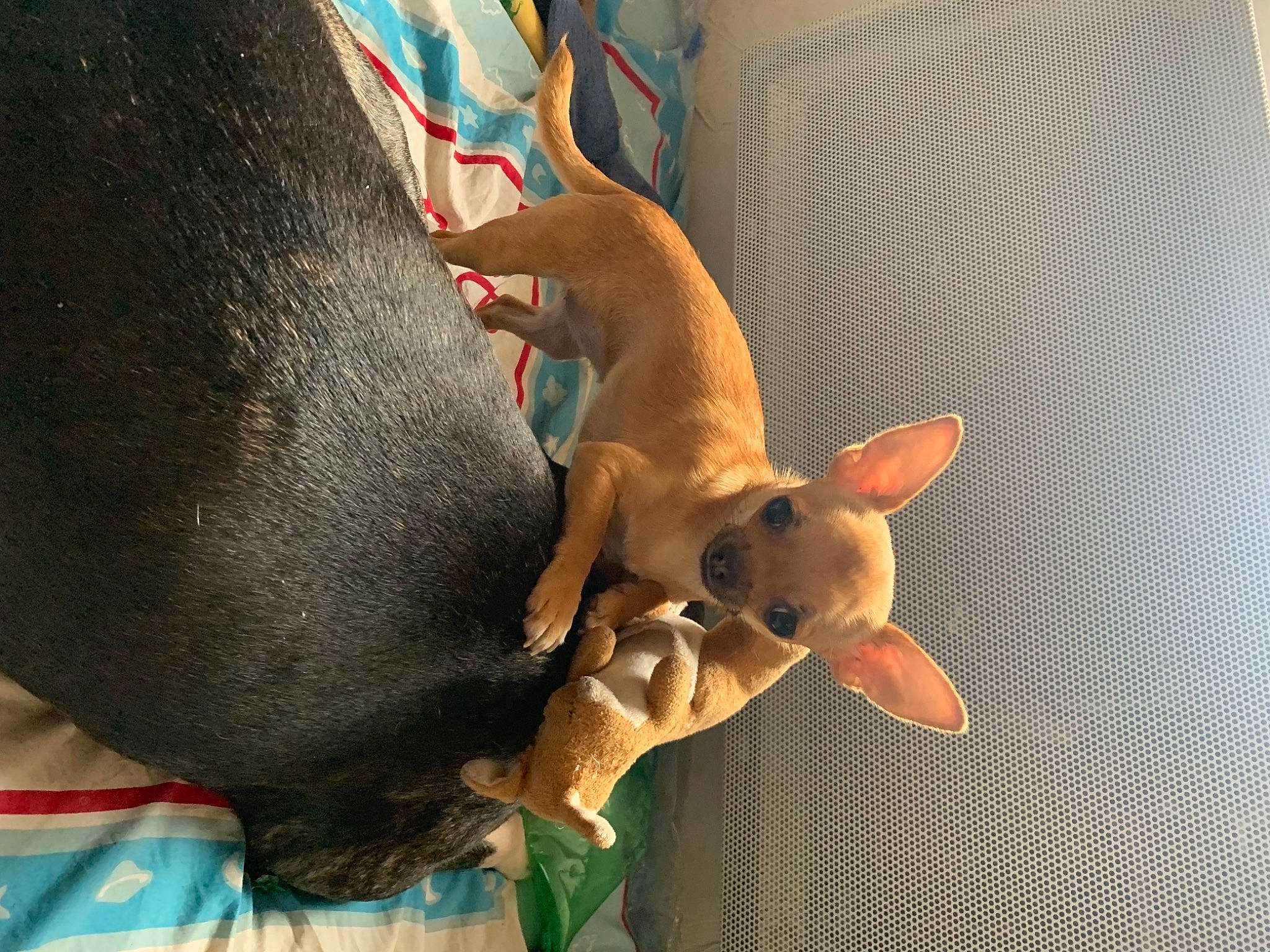 Rimmel participe au concours pour gagner de l'argent avec cette photo : canidae, carnivore, chihuahua, comfort, companion_dog, dog, dog_breed, dog_supply, ear, fawn, paw, russkiy_toy, snout, sporting_group, stuffed_toy, tail, toy, toy_dog, whiskers, working_animal