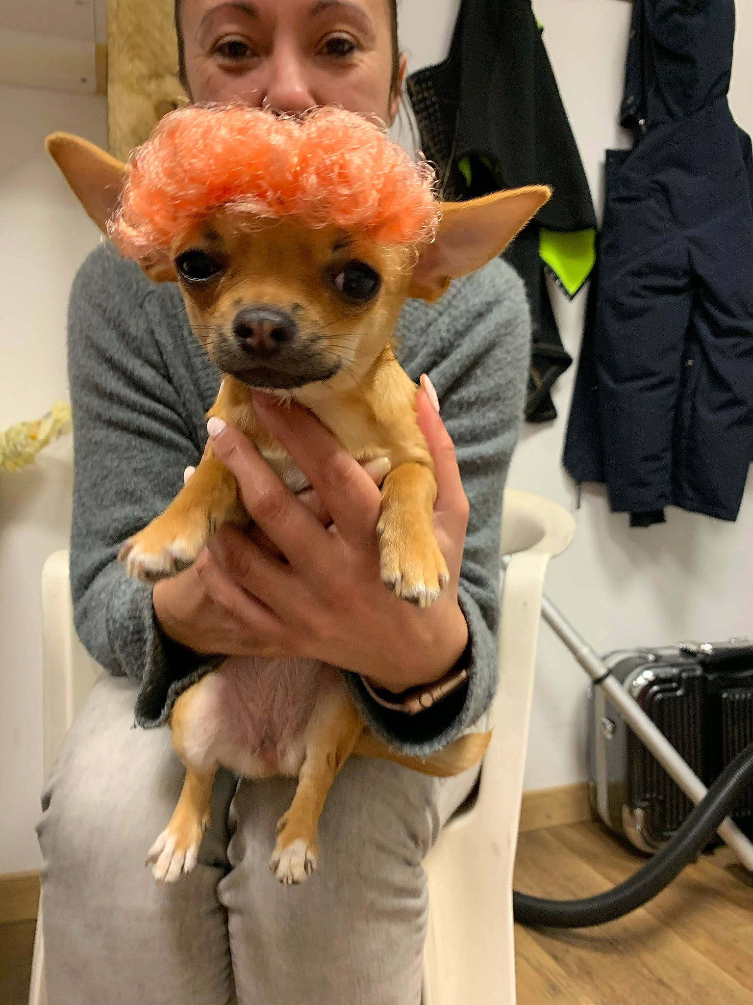 Rimmel participe au concours pour gagner de l'argent avec cette photo : bag, carnivore, chihuahua, companion_dog, dog, dog_breed, dog_clothes, dog_supply, eyewear, fashion_accessory, fawn, fur, hat, luggage_and_bags, personal_protective_equipment, pomeranian, snout, sunglasses, toy_dog, working_animal