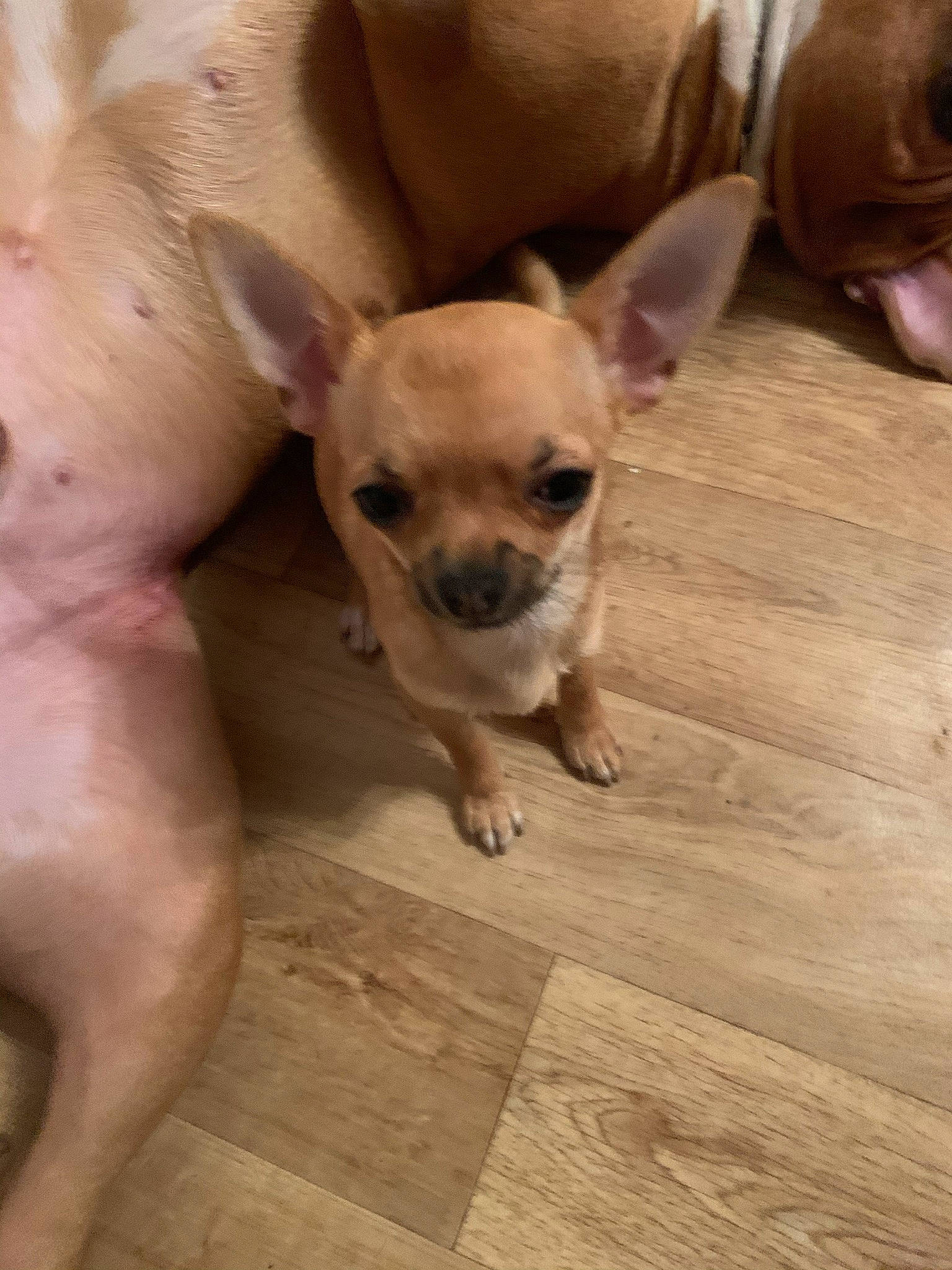 Rimmel participe au concours pour gagner de l'argent avec cette photo : canidae, carnivore, chihuahua, companion_dog, dog, dog_breed, dog_supply, ear, fawn, floor, flooring, hardwood, plank, snout, sporting_group, terrestrial_animal, toy_dog, whiskers, wood, working_animal