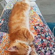 Chickpea is registered to the contest to win money with this photo: kitten, cat, sleeping, orange_cat, white_cat, fur, pet, animal, lap, floral_pattern, colorful, fabric, resting, cute, domestic_animal, cozy, indoor, soft, relaxed, paws