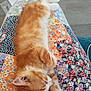 kitten, cat, sleeping, orange_cat, white_cat, fur, pet, animal, lap, floral_pattern, colorful, fabric, resting, cute, domestic_animal, cozy, indoor, soft, relaxed, paws