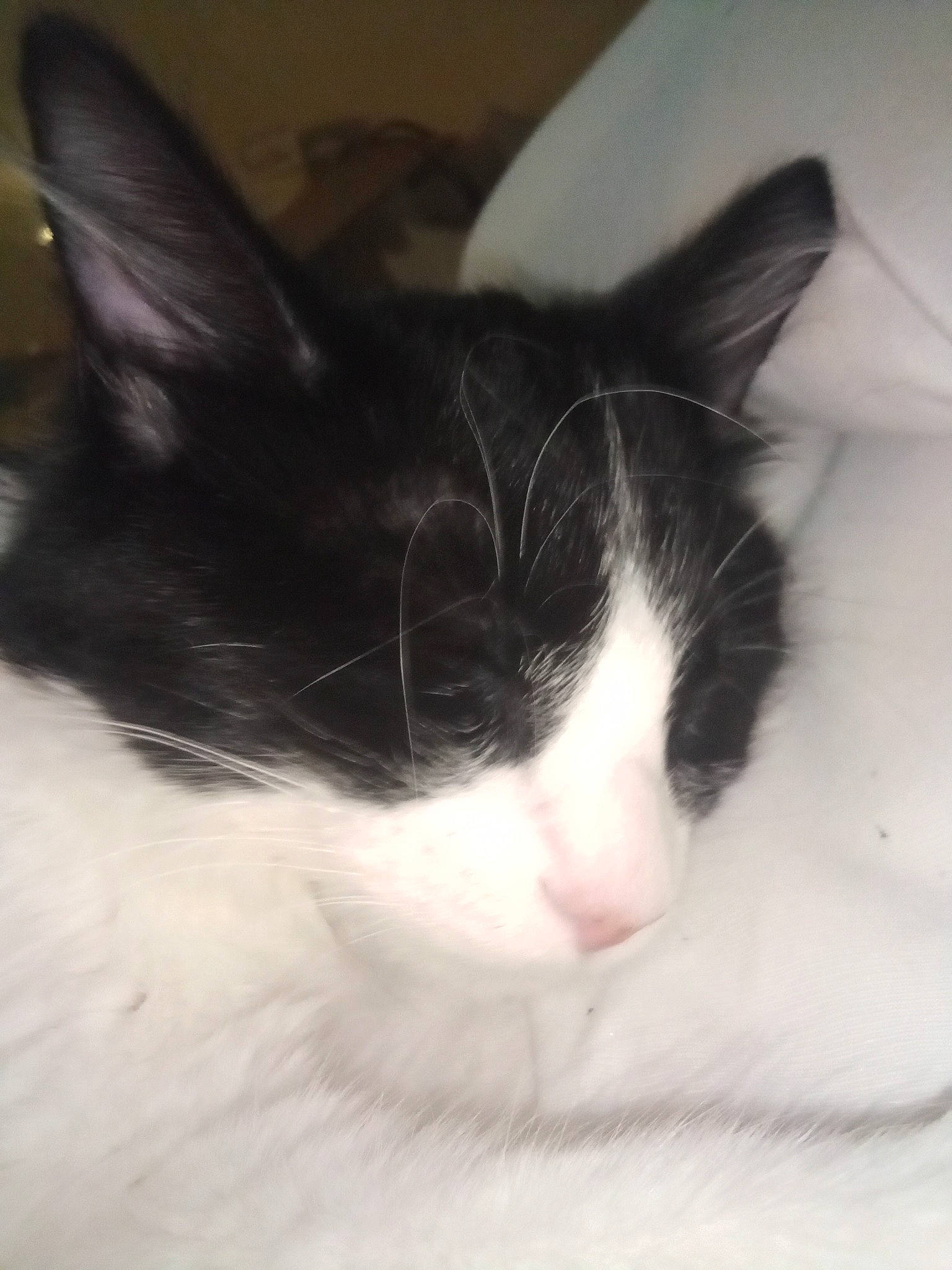 Oreo is registered to the contest to win money with this photo: carnivore, cat, comfort, domestic_short_haired_cat, ear, eye, felidae, fur, hair, head, human_body, iris, mammal, monochrome, monochrome_photography, paw, small_to_medium_sized_cats, snout, tail, whiskers