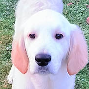 Alto a rejoint le concours — aidez-le/la à gagner de superbes lots ! puppy, dog, white_dog, grass, outdoor, pet, canine, young_dog, cute, animal, fur, ears, nose, eyes, collar, walking, nature, friendly, adorable, mammal