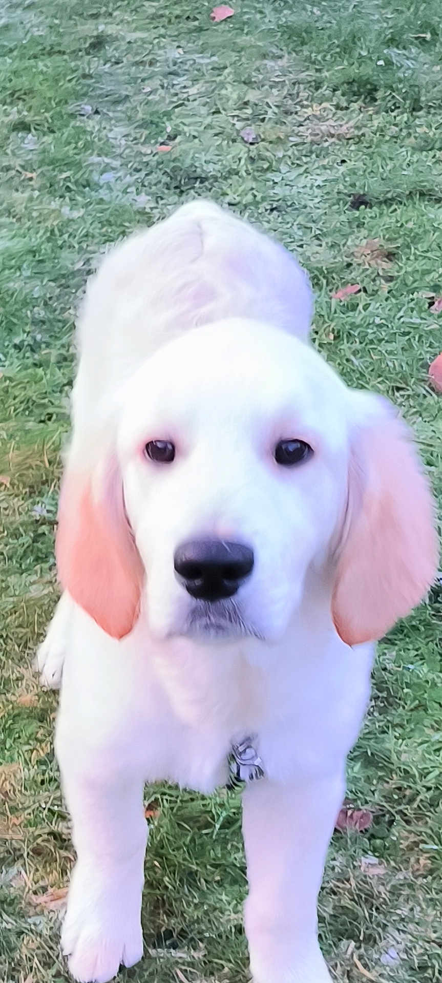 Alto a rejoint le concours — aidez-le/la à gagner de superbes lots ! puppy, dog, white_dog, grass, outdoor, pet, canine, young_dog, cute, animal, fur, ears, nose, eyes, collar, walking, nature, friendly, adorable, mammal