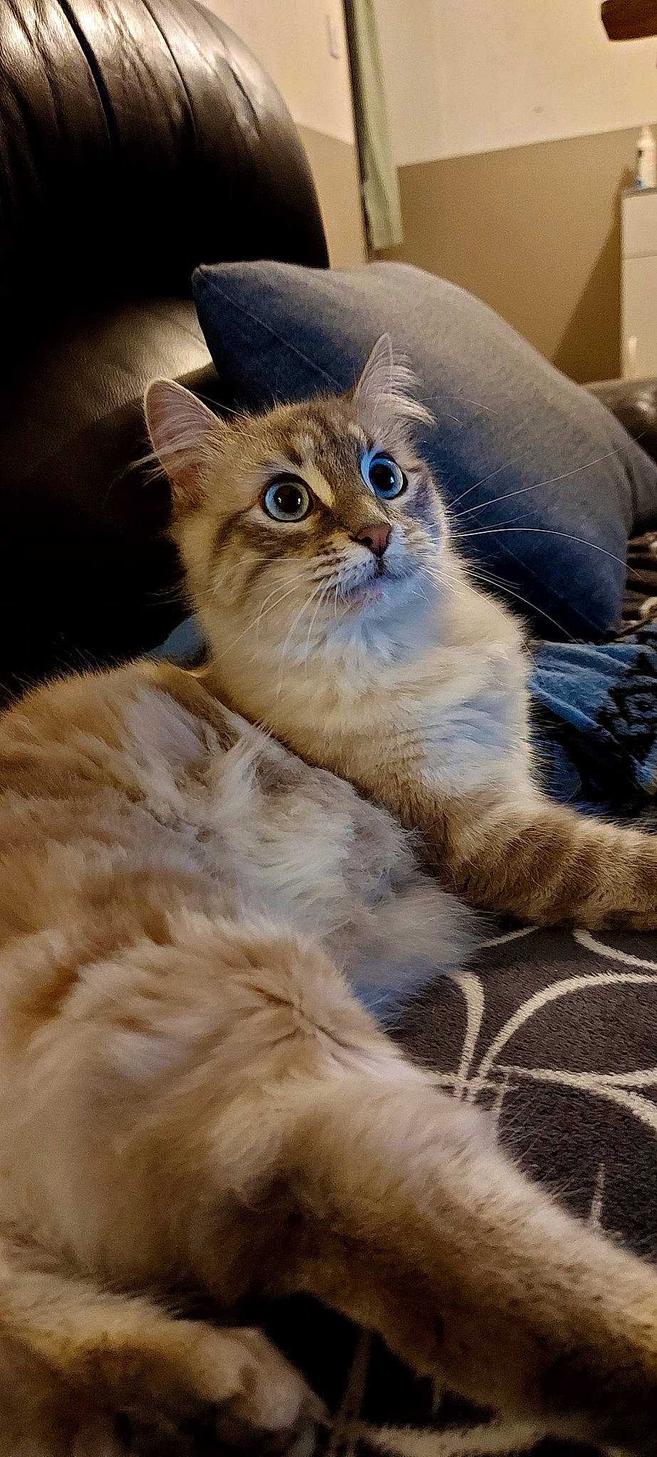 Tequila participe au concours pour gagner de l'argent avec cette photo : british_longhair, carnivore, cat, claw, electric_blue, event, fawn, felidae, fur, small_to_medium_sized_cats, snout, tail, terrestrial_animal, whiskers, wildlife