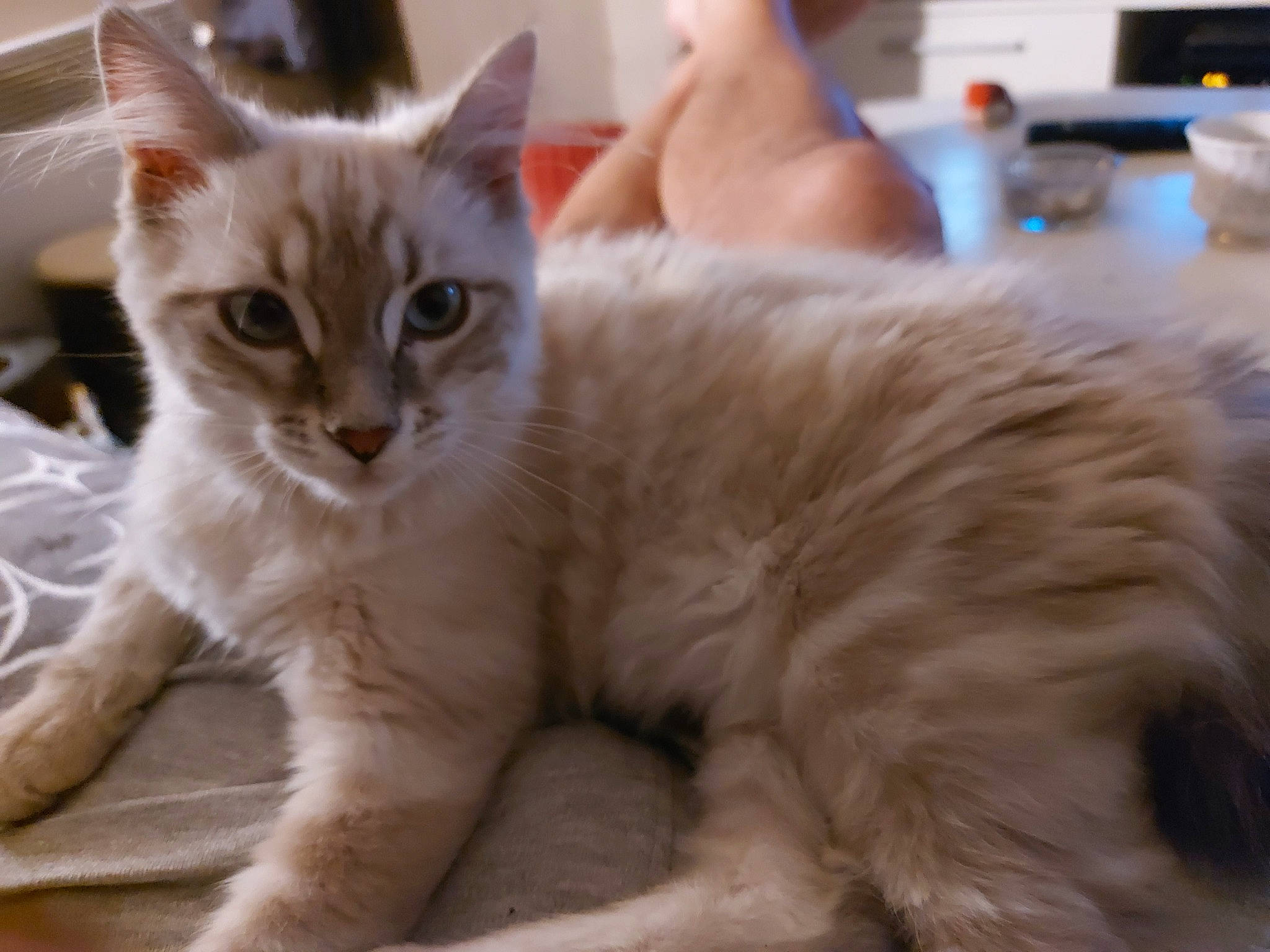 Tequila a rejoint le concours — aidez-le/la à gagner de superbes lots ! balinese, carnivore, cat, claw, comfort, domestic_short_haired_cat, fawn, felidae, fur, paw, photo_caption, small_to_medium_sized_cats, snout, tail, whiskers