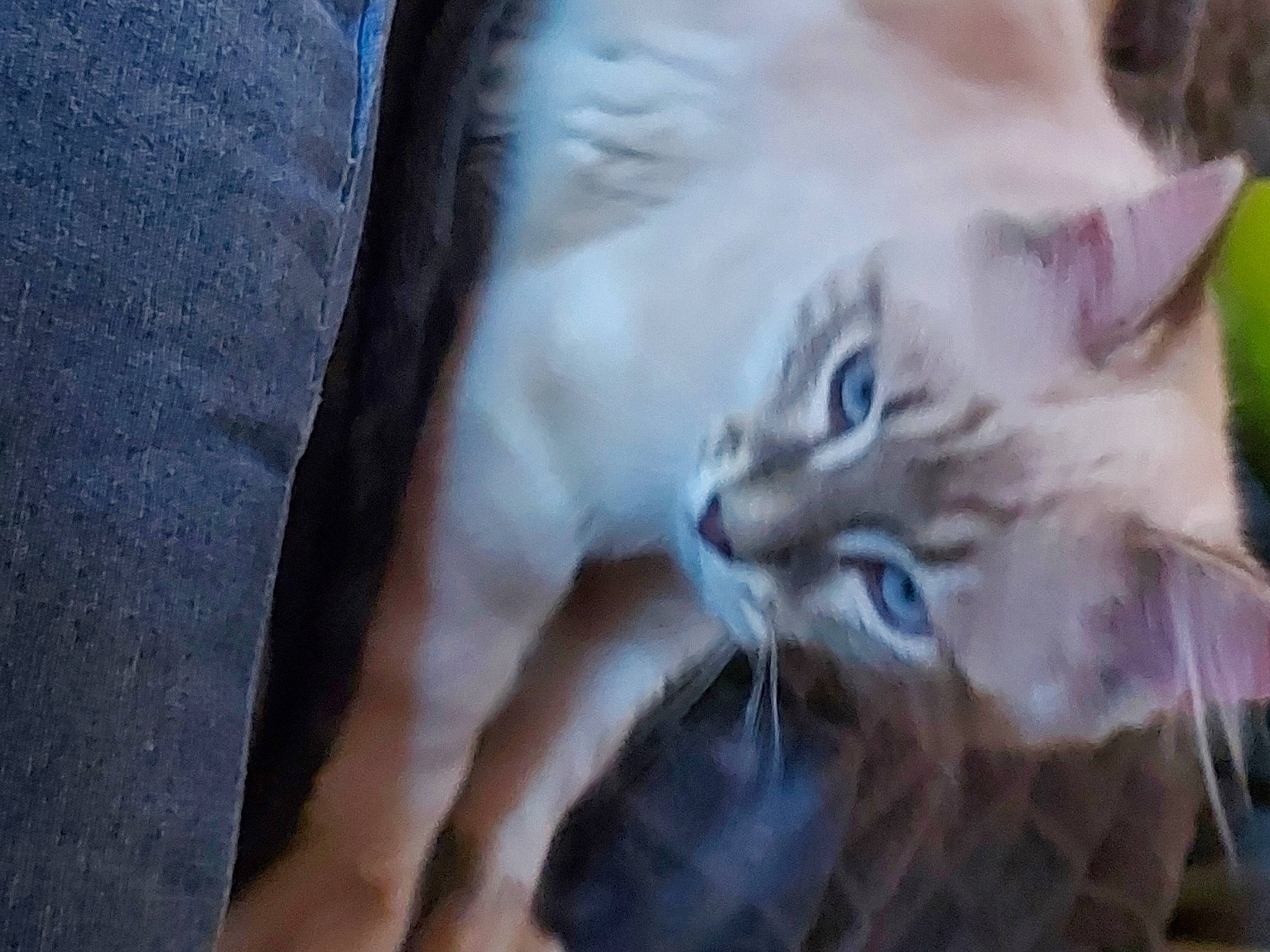 Tequila participe au concours pour gagner de l'argent avec cette photo : birman, carnivore, cat, denim, electric_blue, eye, felidae, fur, grass, maine_coon, plant, small_to_medium_sized_cats, whiskers