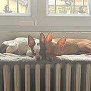 Amelia a rejoint le concours — aidez-le/la à gagner de superbes lots ! animal, blanket, chihuahua, companion, cozy, cute, dog, ears, fur, home, indoor, peaceful, pet, radiator, resting, sleeping, small_dog, sunlight, two_dogs, window