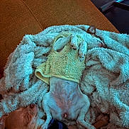 Amelia a rejoint le concours — aidez-le/la à gagner de superbes lots ! dog, sleeping, blanket, cozy, small_dog, fur, paw, resting, indoor, cute, pet, animal, warm, relaxation, clothing, yellow_sweater, snuggle, fur_texture, companion, comfort