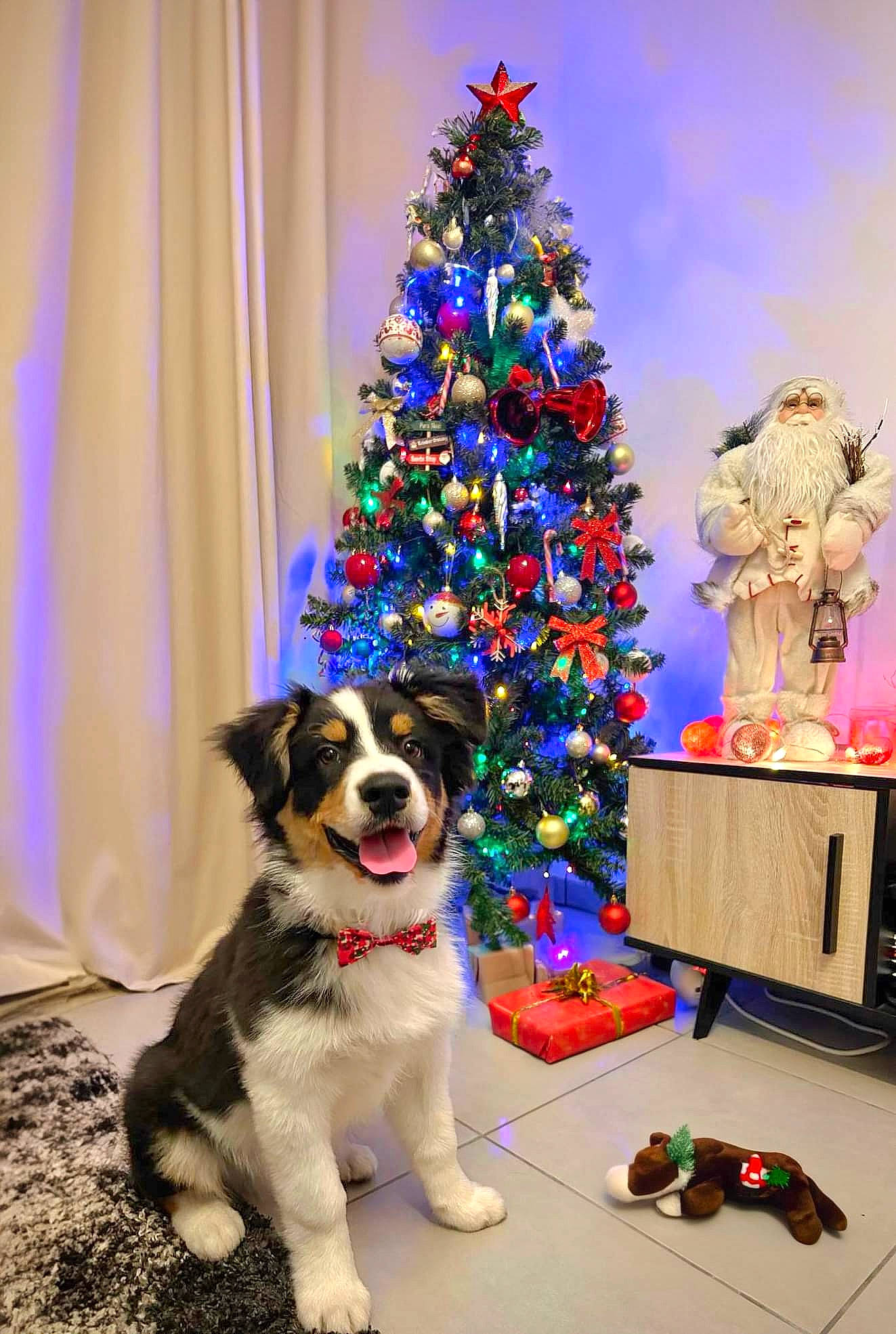 Flocky a rejoint le concours — aidez-le/la à gagner de superbes lots ! carnivore, christmas, christmas_decoration, christmas_eve, christmas_ornament, christmas_tree, companion_dog, couch, dog, event, evergreen, fawn, holiday, holiday_ornament, ornament, plant, toy, tree, white, woody_plant