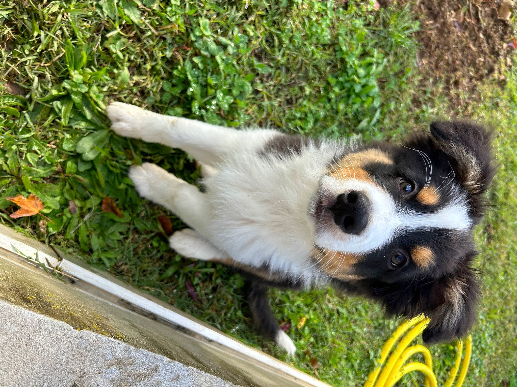 Flocky participe au concours pour gagner de l'argent avec cette photo : canidae, carnivore, companion_dog, dog, dog_breed, fawn, fur, grass, groundcover, herding_dog, plant, snout, sporting_group, tail, terrestrial_animal, whiskers, wildlife, window, working_animal, working_dog