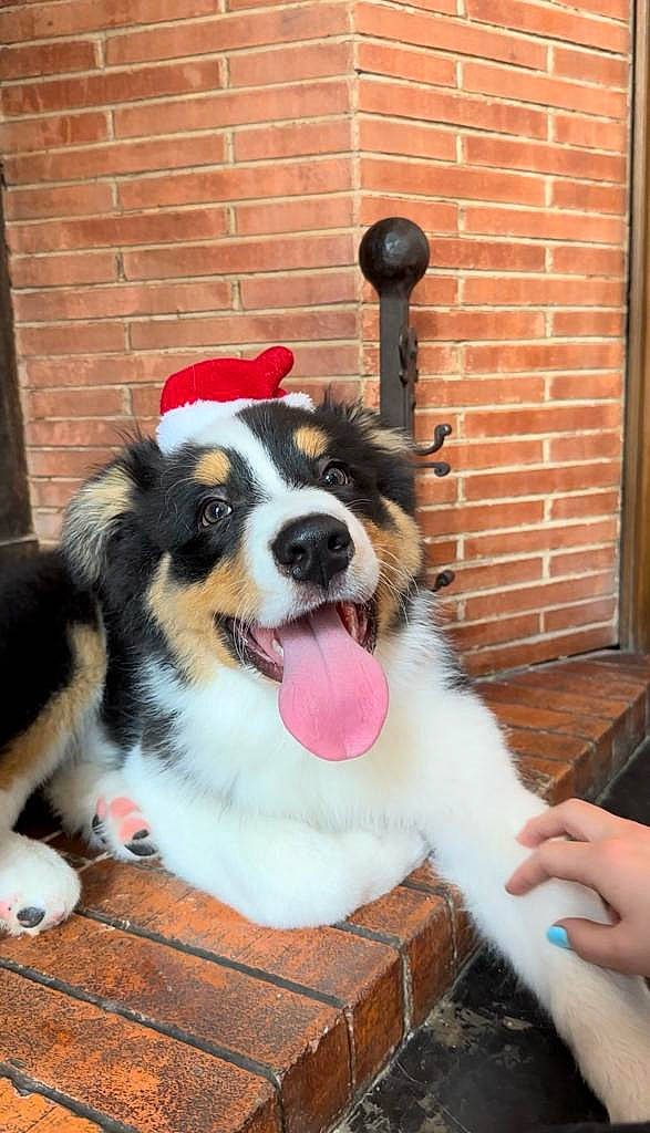 Flocky a rejoint le concours — aidez-le/la à gagner de superbes lots ! australian_shepherd, brick, brickwork, canidae, carnivore, chair, collar, companion_dog, dog, dog_breed, dog_collar, dog_supply, fur, herding_dog, plant, snout, sporting_group, whiskers, working_animal, working_dog