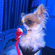 Pablo a rejoint le concours — aidez-le/la à gagner de superbes lots ! animal, bedroom, black_harness, blue_lighting, close_up, companion, cute, dog, domestic_animal, fluffy, fur, indoor, long_hair, looking_away, pacifier, pet, red_string, side_view, small_dog, toy