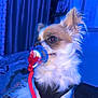 animal, bedroom, black_harness, blue_lighting, close_up, companion, cute, dog, domestic_animal, fluffy, fur, indoor, long_hair, looking_away, pacifier, pet, red_string, side_view, small_dog, toy