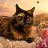 cat, tortoiseshell_cat, flowers, sunset, blanket, outdoor, nature, heart_icon, closeup, pet, animal, feline, soft_light, pink_flowers, white_flowers, purple_flowers, relaxing, portrait, warm_colors, scenery