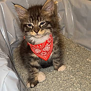 Loukï participe au concours pour gagner de l'argent avec cette photo : adorable, animal, bandana, cat, cat_litter, claws, cute, ears, feline, fluffy, fur, indoor, kitten, litter_box, pet, red_bandana, sitting, small, tabby, whiskers