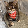 adorable, animal, bandana, cat, cat_litter, claws, cute, ears, feline, fluffy, fur, indoor, kitten, litter_box, pet, red_bandana, sitting, small, tabby, whiskers