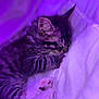 Loukï a rejoint le concours — aidez-le/la à gagner de superbes lots ! animal, bed, blanket, cat, closeup, cozy, cute, domestic, feline, fur, indoor, kitten, paw, pet, purple_light, relaxation, rest, sleeping, soft, young
