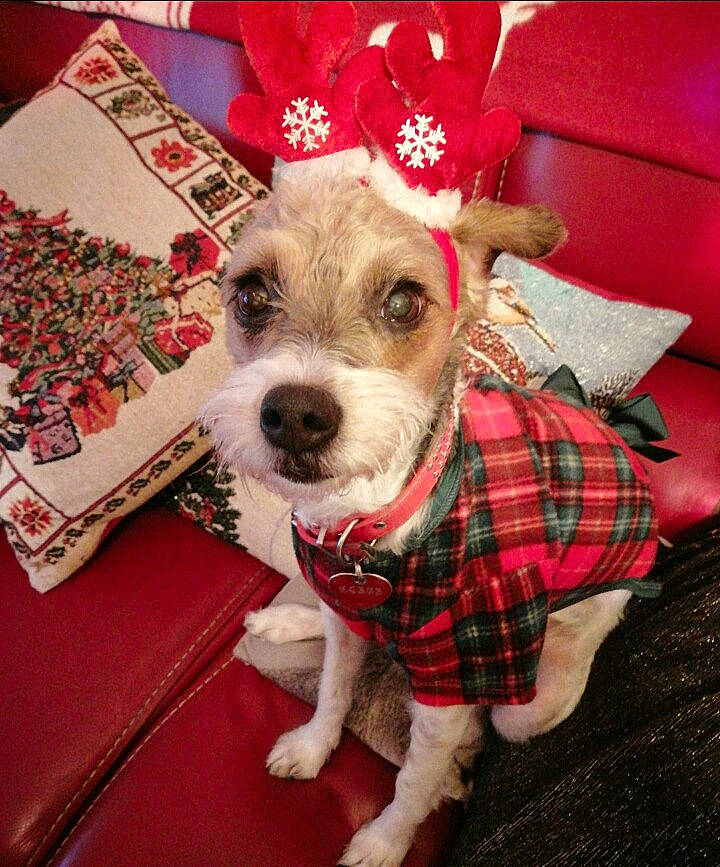 Lyloo participe au concours pour gagner de l'argent avec cette photo : canidae, carnivore, christmas, christmas_eve, companion_dog, design, dog, dog_breed, dog_clothes, mammal, pattern, plaid, puppy, puppy_love, rare_breed_dog, schnoodle, small_terrier, snout, sporting_group, terrier