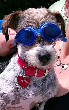 Lyloo participe au concours pour gagner de l'argent avec cette photo : canidae, carnivore, companion_dog, dog, dog_breed, dog_collar, eyewear, glasses, goggles, miniature_schnauzer, morkie, personal_protective_equipment, puppy, puppy_love, schnoodle, shih_tzu, snout, sunglasses, terrier, vision_care
