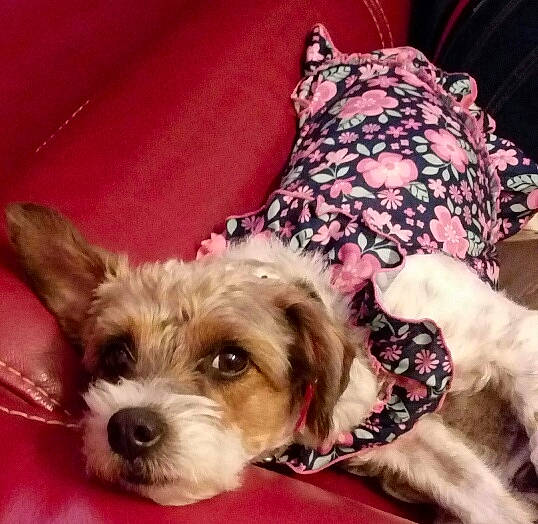 Lyloo a rejoint le concours — aidez-le/la à gagner de superbes lots ! biewer_terrier, canidae, carnivore, cavachon, companion_dog, dog, dog_breed, lhasa_apso, mammal, morkie, petit_basset_griffon_vendeen, puppy, puppy_love, rare_breed_dog, schnoodle, shih_tzu, sporting_group, sporting_lucas_terrier, vertebrate, yorkshire_terrier