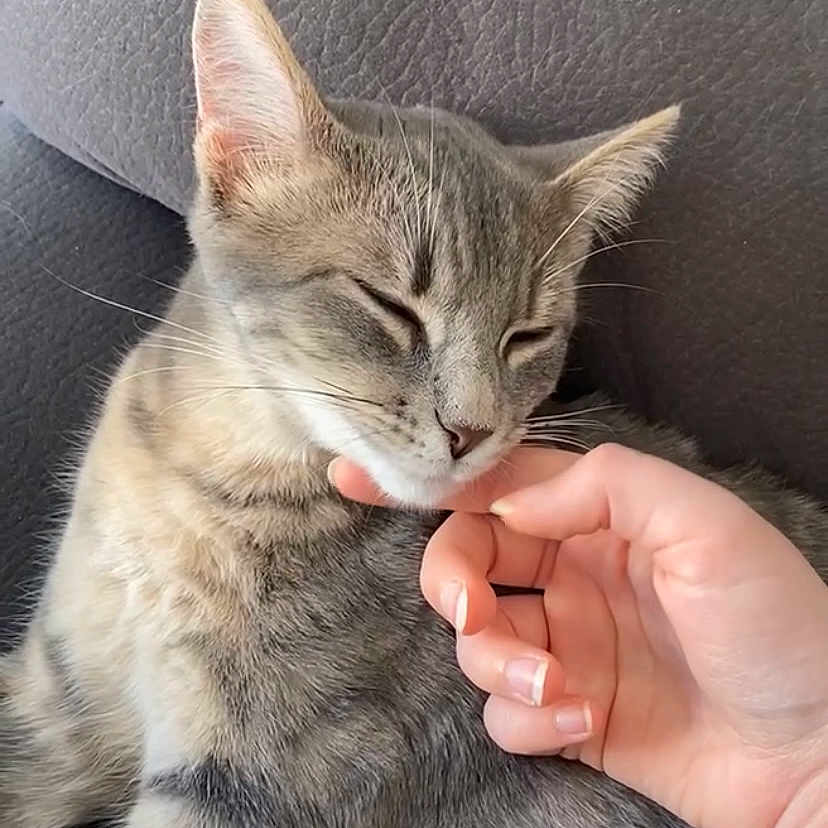 Malimba a rejoint le concours — aidez-le/la à gagner de superbes lots ! abyssinian, angora, animal, blanket, bodypart, cat, chair, couch, cushion, egyptiancat, face, finger, furniture, hand, head, homedecor, kitten, manx, person, pet