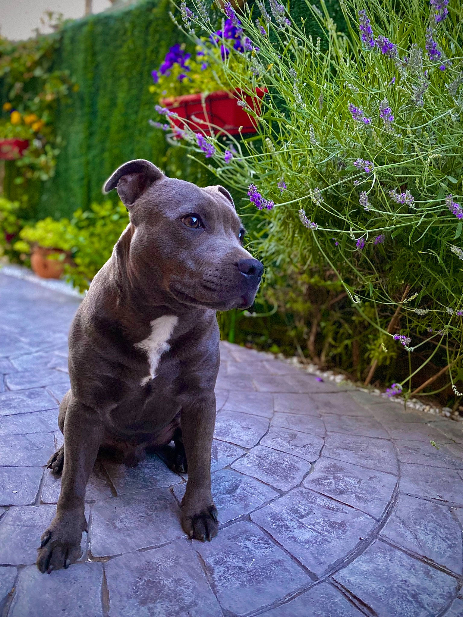 Rosko participe au concours pour gagner de l'argent avec cette photo : art, carnivore, collar, companion_dog, dog, dog_breed, dog_collar, fawn, flower, grass, lawn_ornament, liver, plant, road_surface, sculpture, snout, statue, toy, wood, working_animal