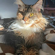 Ariel is registered to the contest to win money with this photo: cat, long_hair, yellow_eyes, whiskers, fur, pet, domestic_animal, relaxing, sunlight, blanket, indoor, close_up, cute, mammal, feline, animal, portrait, cozy, resting, soft