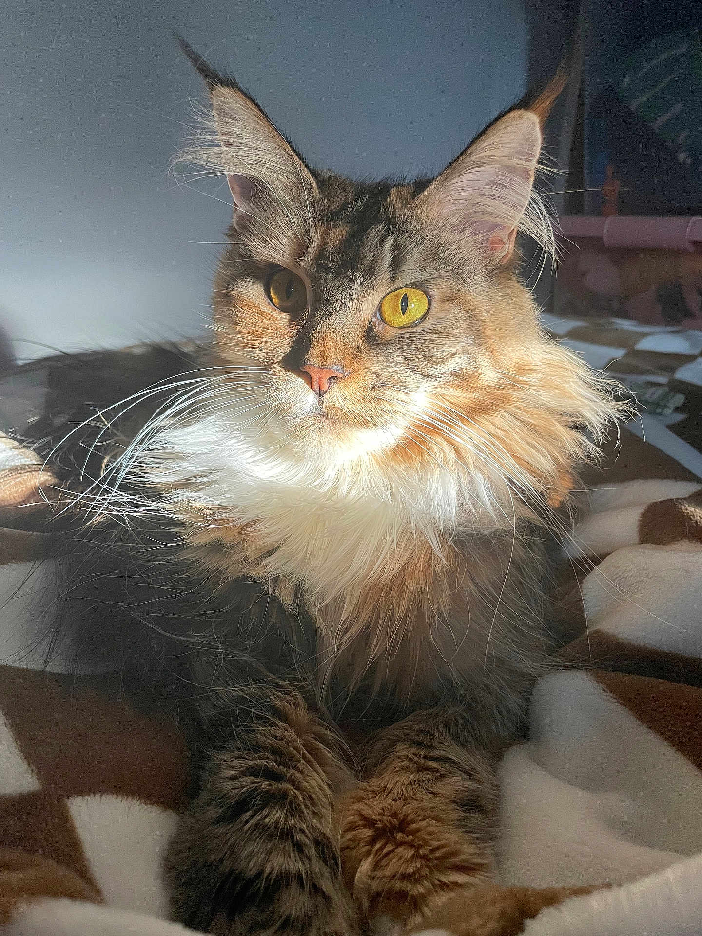 Ariel is registered to the contest to win money with this photo: cat, long_hair, yellow_eyes, whiskers, fur, pet, domestic_animal, relaxing, sunlight, blanket, indoor, close_up, cute, mammal, feline, animal, portrait, cozy, resting, soft