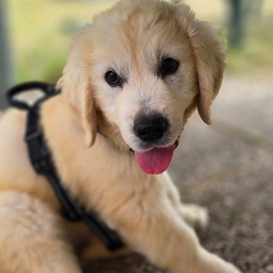 Alto a rejoint le concours — aidez-le/la à gagner de superbes lots ! adorable, animal, canine, closeup, cute, dog, fluffy, friendly, fur, golden_retriever, ground, harness, lying_down, outdoor, pebbled_surface, pet, portrait, puppy, tongue_out, young