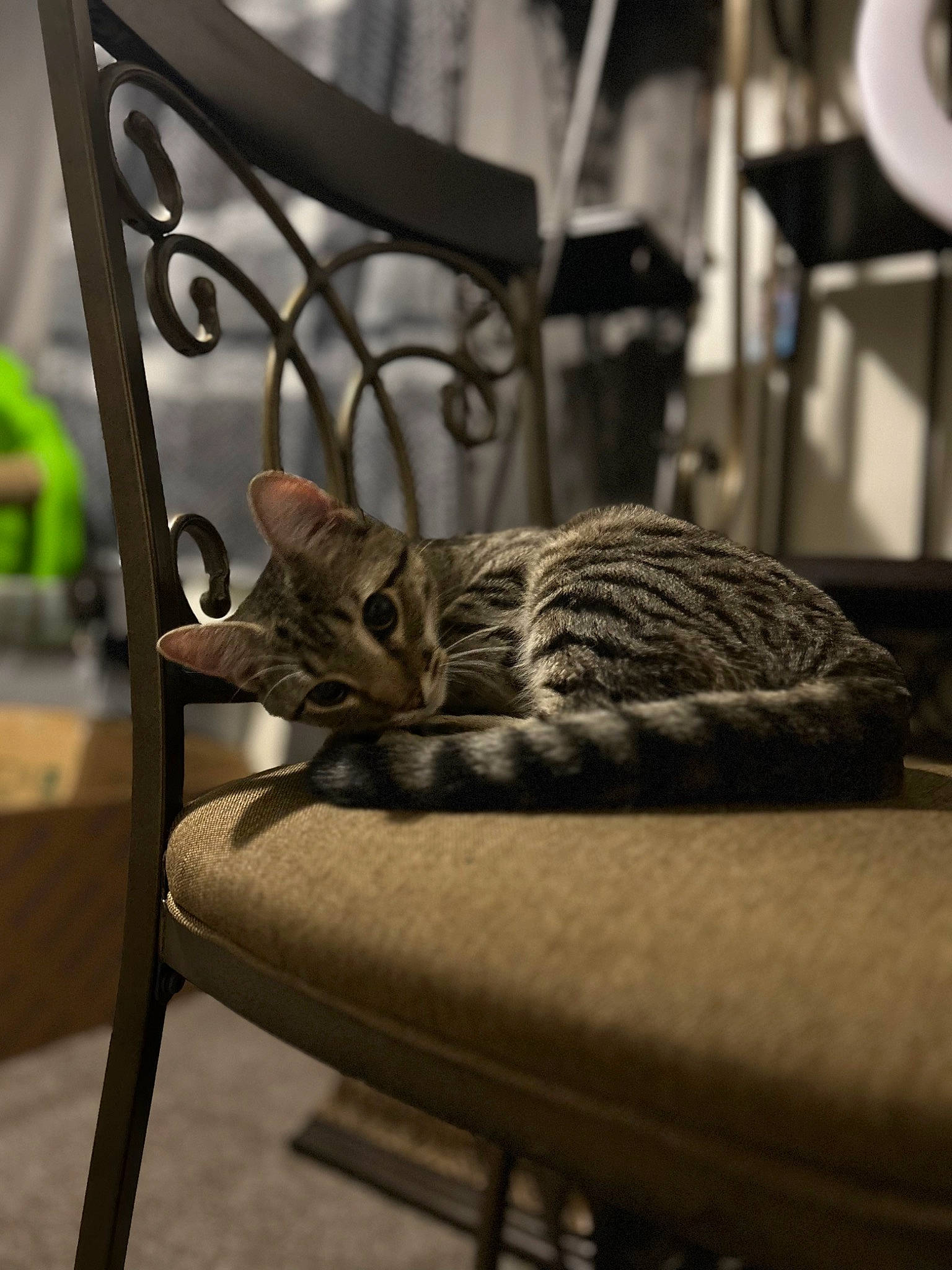 Greta joined the competition — help win amazing prizes! carnivore, cat, comfort, domestic_short_haired_cat, felidae, flooring, fur, grass, grey, mammal, metal, monochrome_photography, room, sitting, small_to_medium_sized_cats, tail, terrestrial_animal, whiskers, wildlife, wood