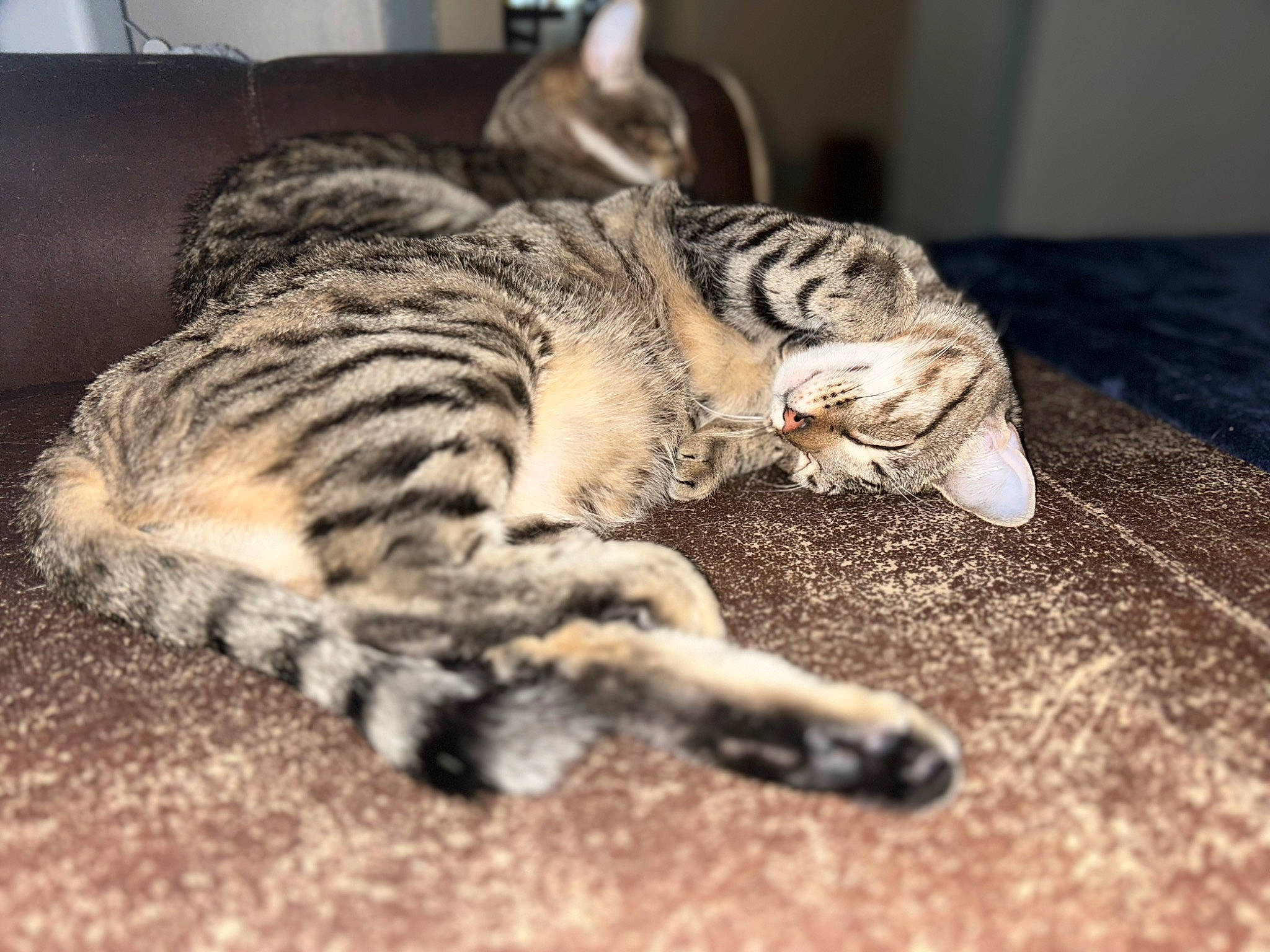 Greta joined the competition — help win amazing prizes! carnivore, cat, claw, comfort, domestic_short_haired_cat, eye, felidae, flooring, foot, fur, hardwood, paw, small_to_medium_sized_cats, tail, terrestrial_animal, whiskers, wildlife, wood