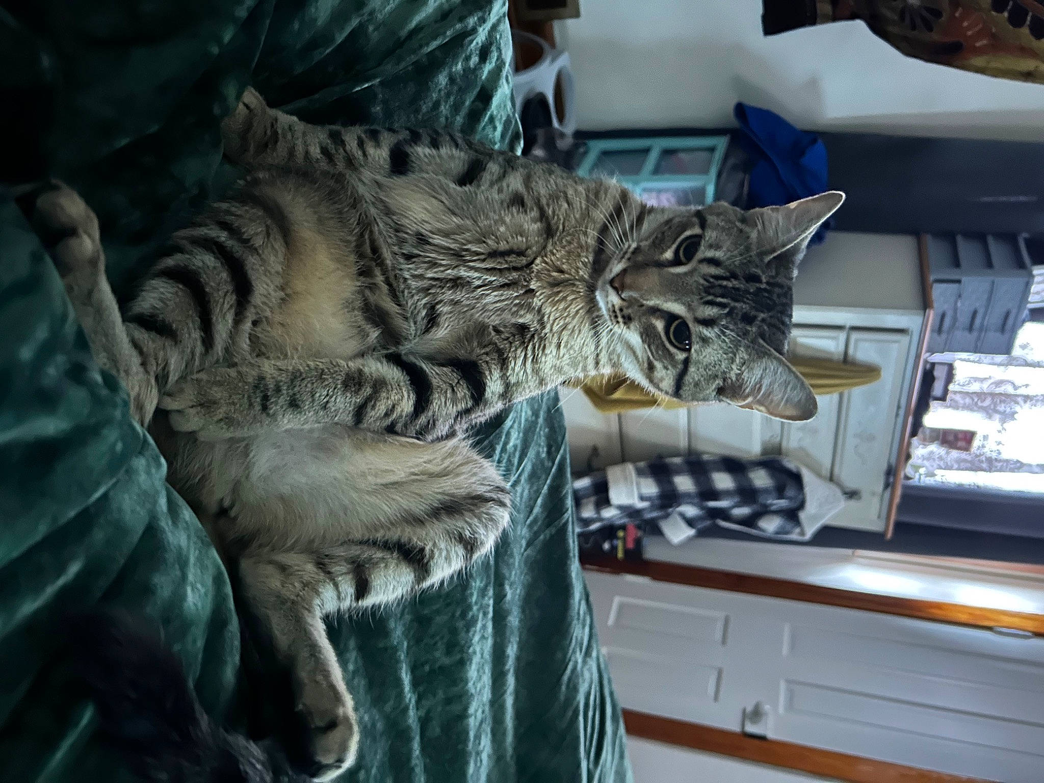 Greta is registered to the contest to win money with this photo: art, big_cats, carnivore, cat, claw, comfort, domestic_short_haired_cat, drawer, felidae, fur, room, sculpture, small_to_medium_sized_cats, snout, statue, tail, tree, vehicle, whiskers, window