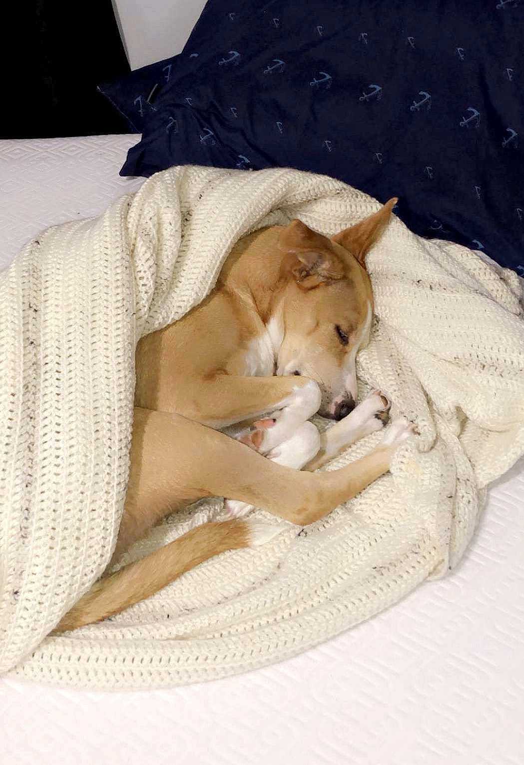 Chloe is registered to the contest to win money with this photo: bedding, canidae, carnivore, comfort, companion_dog, domestic_short_haired_cat, fawn, felidae, fur, human_leg, knee, linens, nap, paw, sitting, small_to_medium_sized_cats, tail, thigh, whiskers, wood