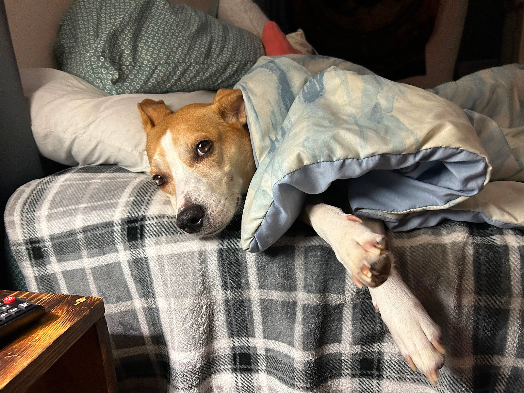Chloe is registered to the contest to win money with this photo: canidae, carnivore, comfort, companion_dog, couch, dog, dog_breed, dog_supply, fawn, fur, linens, non_sporting_group, pattern, plaid, remote_control, sporting_group, tartan, working_animal