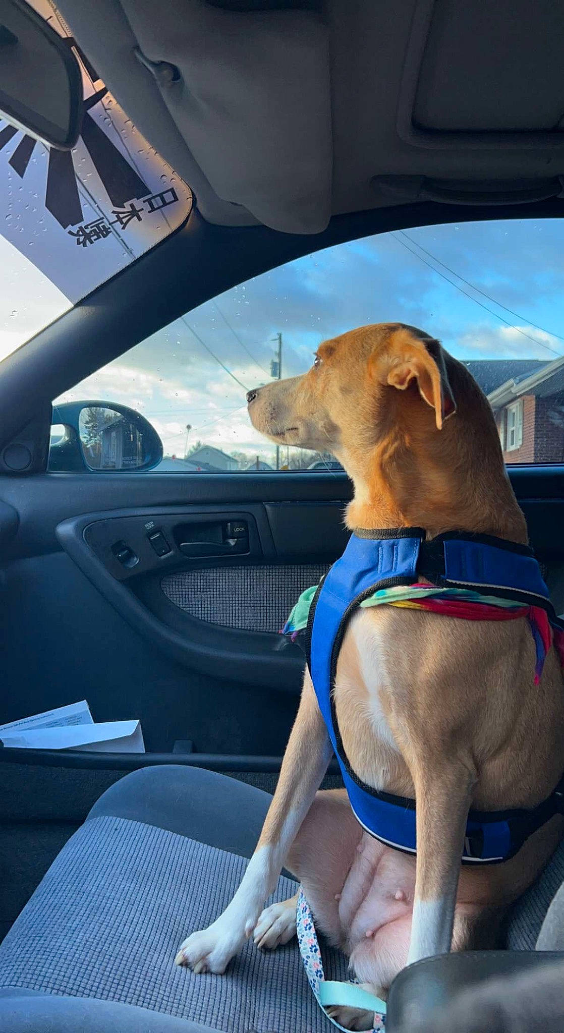 Chloe is registered to the contest to win money with this photo: auto_part, automotive_design, automotive_exterior, automotive_mirror, car, car_seat_cover, carnivore, collar, companion_dog, dog, dog_breed, dog_collar, fawn, hood, motor_vehicle, snout, steering_wheel, vehicle, vehicle_door, working_animal
