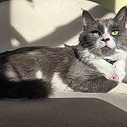 Kitty Meow Meow joined the competition — help win amazing prizes! cat, chair, collar, cozy, cushion, domestic_cat, donut_tag, feline, gray_and_white, green_eyes, indoor, long_fur, nose_spots, pet, pink_nose, portrait, relaxed, shadow, sunlight, whiskers