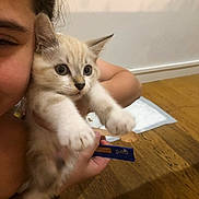 Bijou participe au concours pour gagner de l'argent avec cette photo : kitten, cat, person, hand, wooden_floor, white_wall, indoor, pet, cute, young, feline, paw, holding, animal, face, fur, eyes, whiskers, closeup, domestic