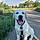 Cooper