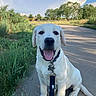 dog, puppy, labrador, white_dog, outdoor, sidewalk, grass, trees, sky, clouds, sunny, leash, collar, happy, tongue_out, pet, young_dog, nature, smiling, canine